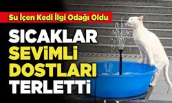 Sıcaklar Sevimli Dostları Terletti