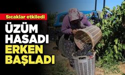 Sıcakların Etkisiyle Üzüm Hasadı Erken Başladı