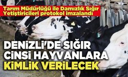 Denizli'de Sığır Cinsi Hayvanlara Kimlik Verilecek