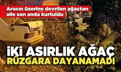 İki Asırlık Ağaç Rüzgara Dayanamadı