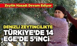 Denizli Zeytincilikte Türkiye’de 14, Ege’de 5’inci Sırada