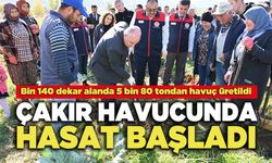 Çakır Havucunda Hasat Başladı