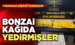 Bonzai Kağıda Yedirmişler