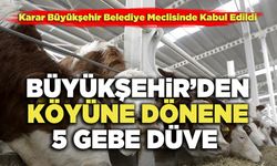 Büyükşehir’den Köyüne Dönene 5 Gebe Düve