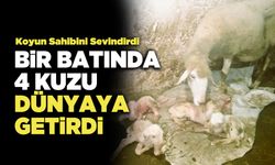 Bir Batında 4 Kuzu Dünyaya Getirdi