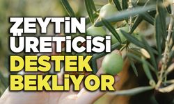 Zeytin Üreticisi Destek Bekliyor