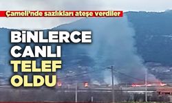 Sazlıkları ateşe verdiler, binlerce canlı telef oldu