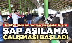 Denizli’de ilkbahar dönemi Şap Aşılama Çalışması Başladı