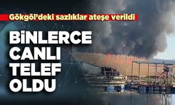 Gökgöl’deki sazlıklar ateşe verildi binlerce canlı telef oldu