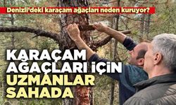 Karaçam Ağaçları için uzmanlar sahada