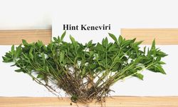 Sebze yetiştirir gibi kenevir yetiştirdi