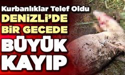 Denizli'deKuzular Bir Gecelik Saldırıda Telef Oldu