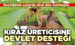 Kiraz üreticisine devlet destek
