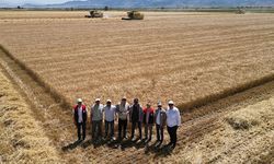 Denizli’de sarı altın hasadı gerçekleştirildi