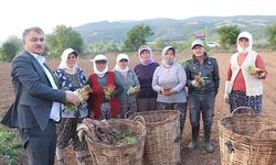 Beyağaç’ta tütün kırım ve biçerdöver ücretleri belirlendi