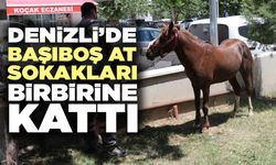 Denizli’de Başıboş At Sokakları Birbirine Kattı