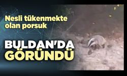 Nesli tükenmekte olan porsuk, Buldan'da görüntülendi