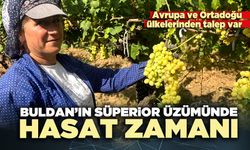 Buldan’ın süperior üzümünde hasat zamanı