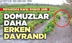 Hırsızlara karşı önlem aldı domuzlar daha erken davrandı