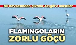 Flamingoların zorlu göçü