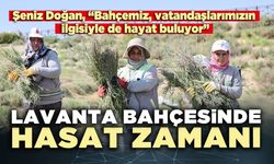 Lavanta bahçesinde hasat zamanı