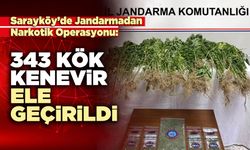 343 Kök kenevir ele geçirildi