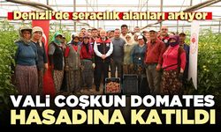 Vali Coşkun domates hasadına katıldı