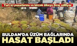 Buldan'da üzüm bağlarında hasat başladı