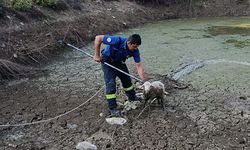 Denizli İtfaiyesi, balçıkta mahsur kalan kuzuyu kurtardı