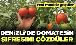 Denizli’de Çiftçi Domatesin Üretim Şifresini Çözdü