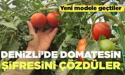 Denizli’de Çiftçi Domatesin Üretim Şifresini Çözdü