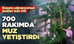 700 Rakımda muz yetiştirdi
