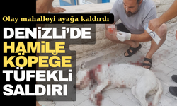 Denizli’de Hamile Köpeğe Silahlı Saldırı