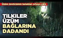 Tilkiler üzüm bağlarına dadandı