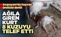 Ağıla giren kurt 8 kuzuyu telef etti