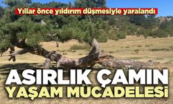 Asırlık çamın yaşam mücadelesi