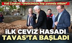 İlk ceviz hasadı Tavas’ta başladı