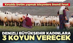Denizli Büyükşehir kadınlara 3 koyun verecek