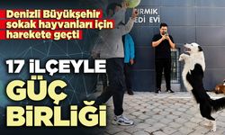 DBB sokak hayvanları için harekete geçti : 17 İlçeyle güç birliği