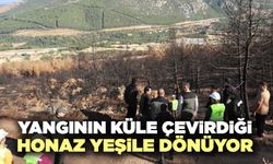 Yangının Küle Çevirdiği Honaz Yeşile Dönüyor
