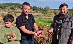 Buldan'ın tescilli kestanesinde hasat zamanı