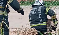 Fosseptik çukuruna düşen köpek kurtarıldı