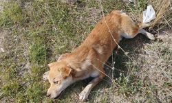 Buldan’da yol kenarında ölü köpekler bulundu
