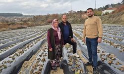 Çilek üreticilerinin tarlada hummalı çalışması devam ediyor