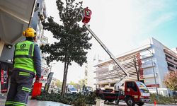 Büyükşehir’de park ve yeşil alanlarda budama çalışmaları sürüyor