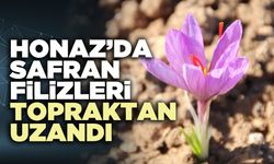 Honaz’da safran filizleri topraktan uzandı