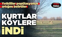 Kurtlar köylere indi