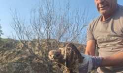 Yaralı şahin tedaviye alındı