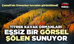 Çameli'nin Titrek Kavak Ormanları eşsiz bir görsel şölen sunuyor.