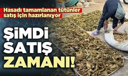 Hasadı tamamlanan tütünler satış için hazırlanıyor: Şimdi satış zamanı